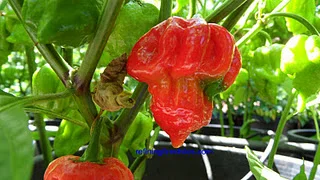 chilesTrinidadScorpion_19-2010.webp