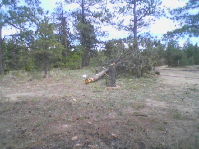 chopped tree.webp