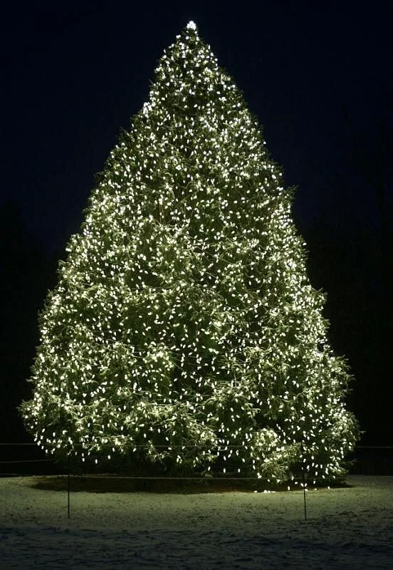 christmas tree.webp