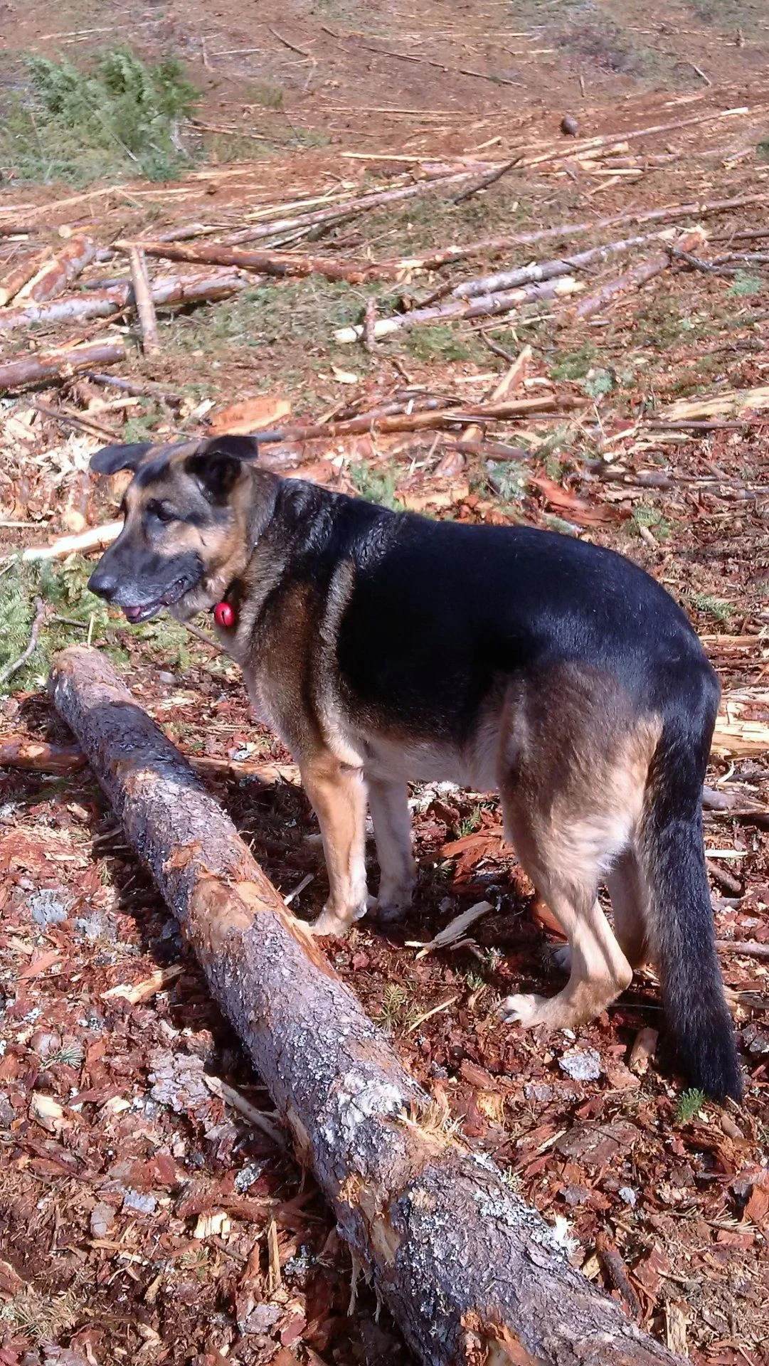 Clearcut Molly.webp