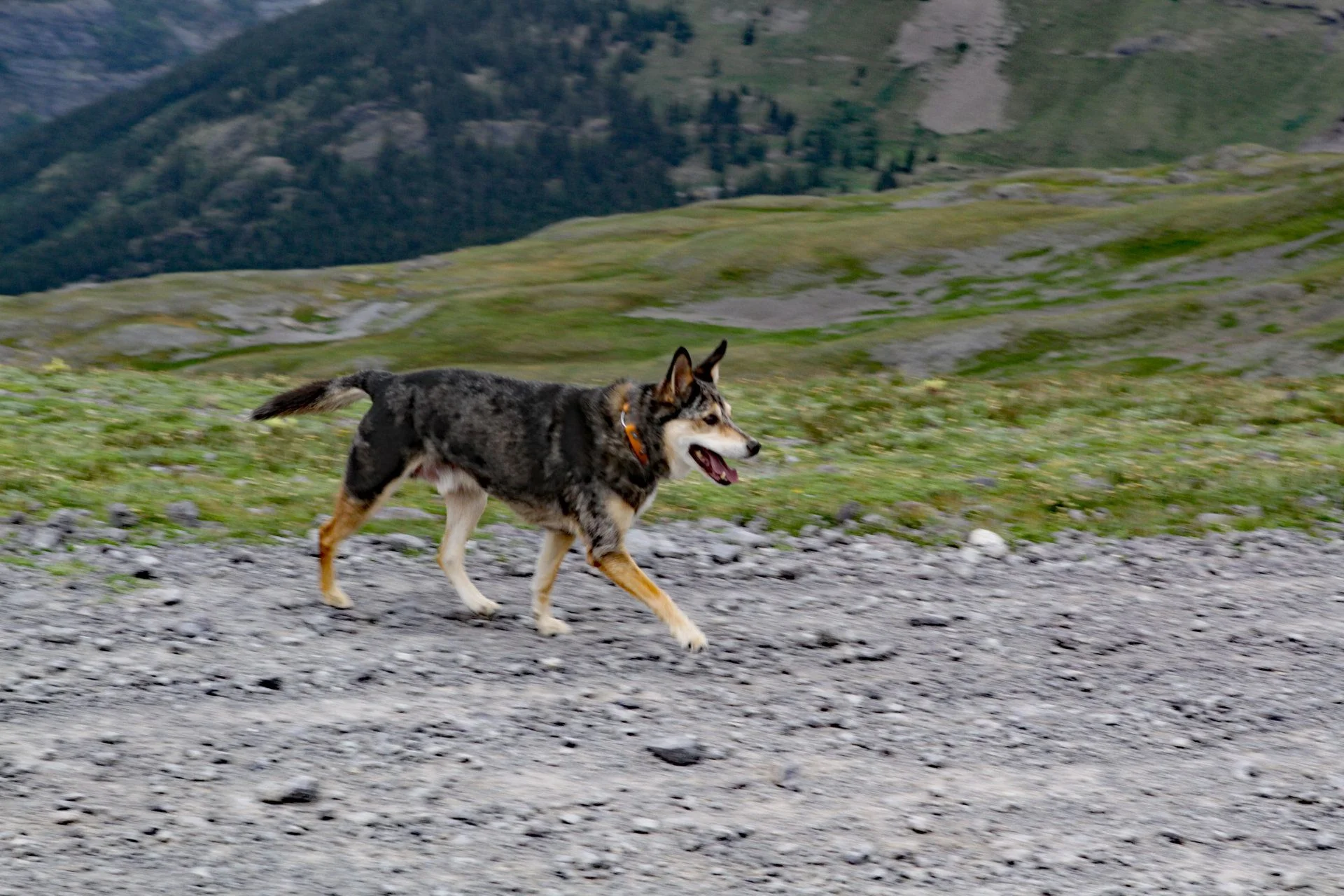 Col Trails Jul 2018 (421).webp