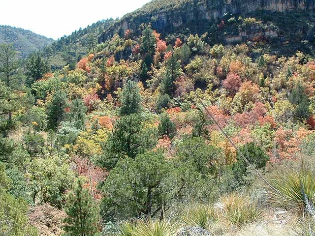 Color-1.jpg