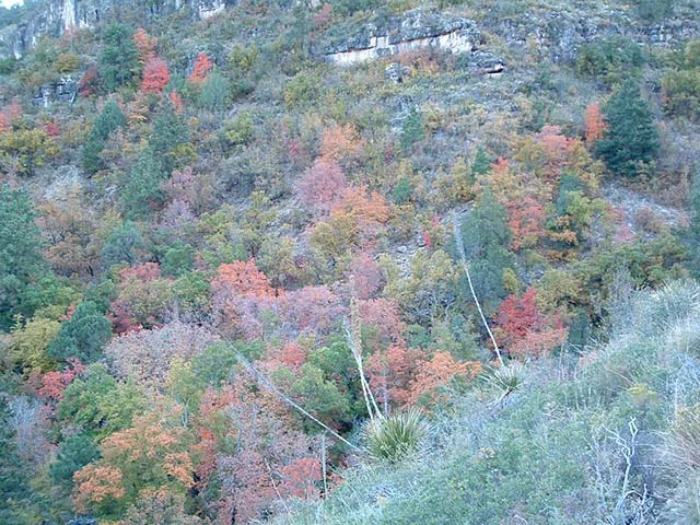 Color-2.jpg