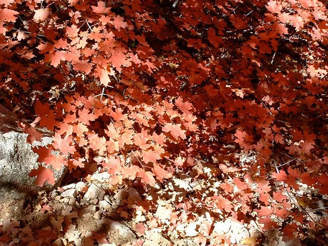 Color-5.jpg
