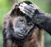 confusedMonkey.jpg
