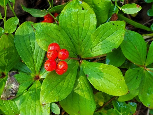 cornus.jpg