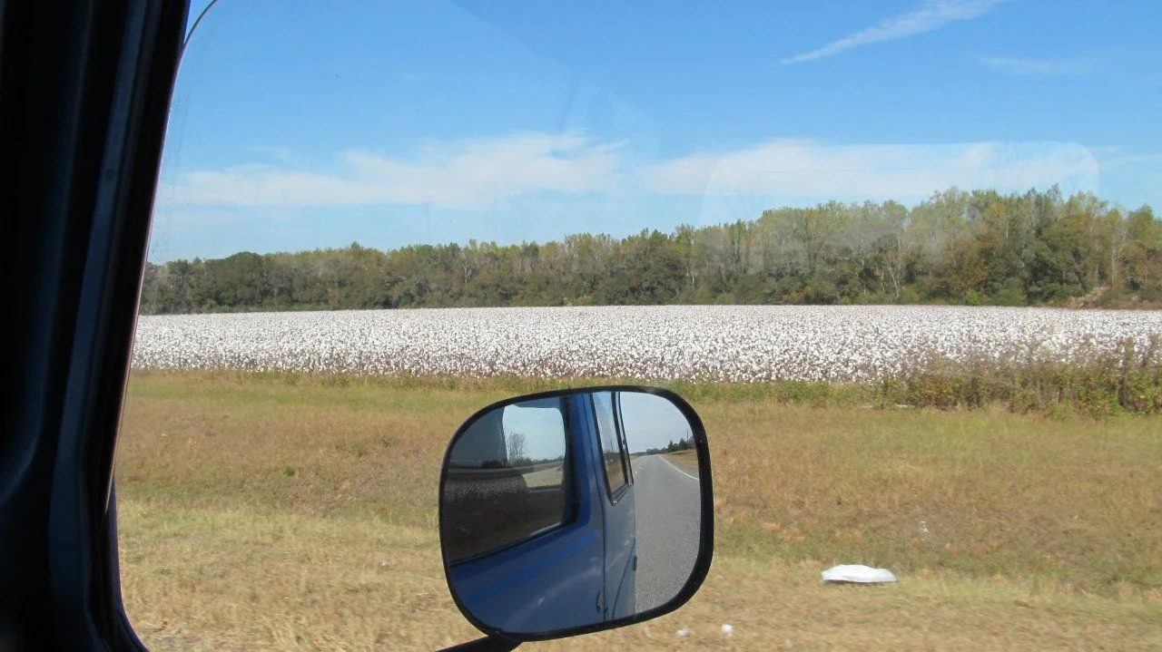 Cotton fields.webp