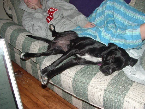 couch potato.webp