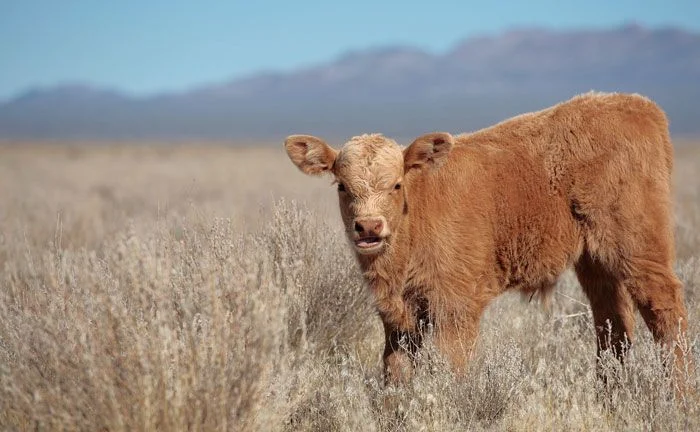 COW-PIC-WEB.webp