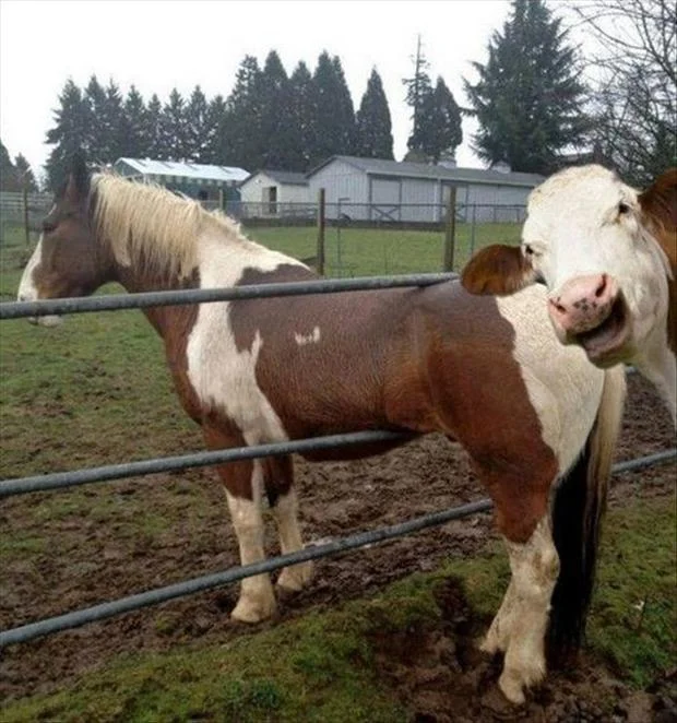 cow1.webp