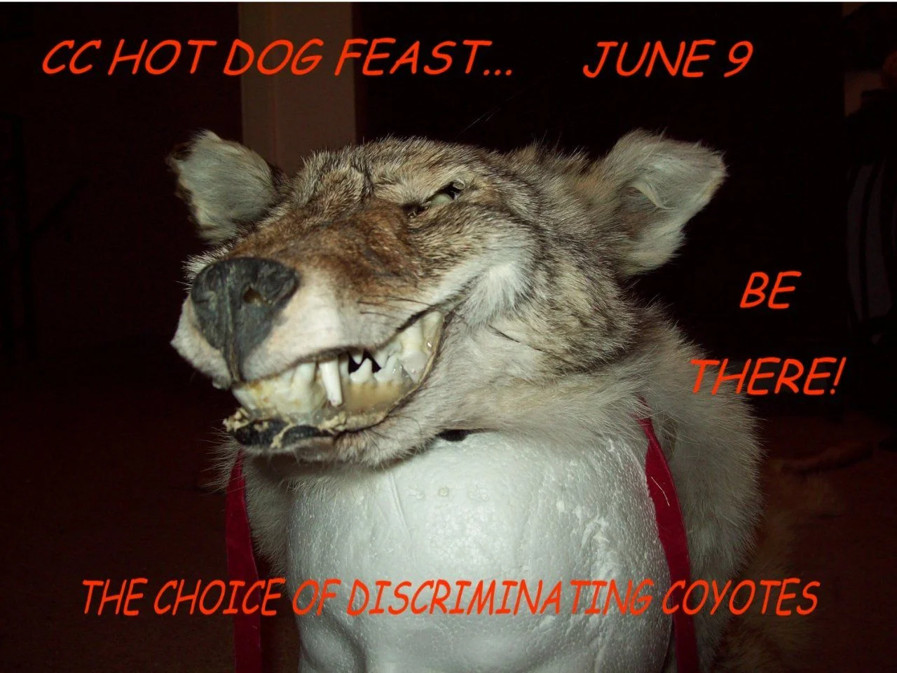 COYOTE DOG.webp