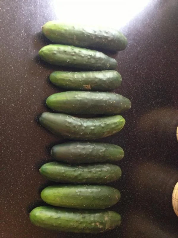 cukes.webp