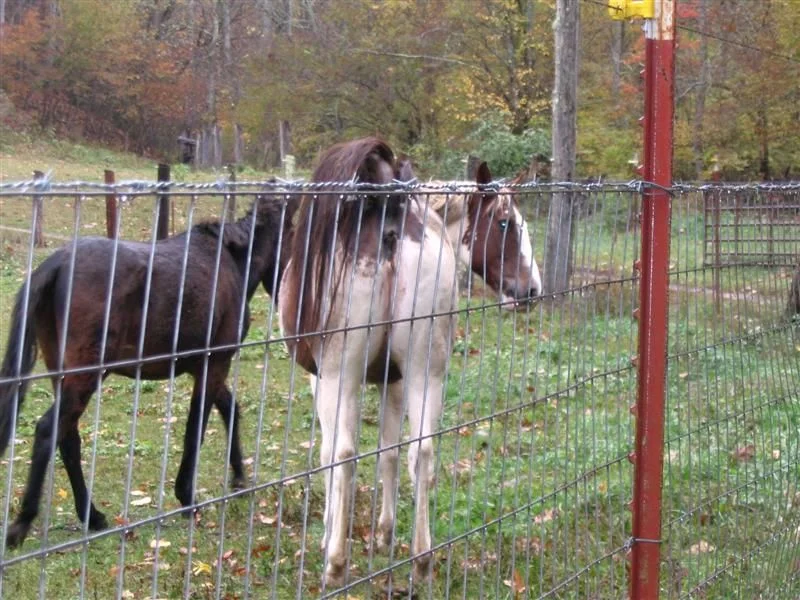 Cullowhee 10-26-08 038 (Medium).webp