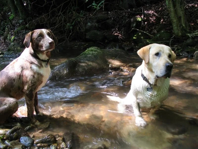 cullowhee labor day weekend 07 042 (Medium).webp