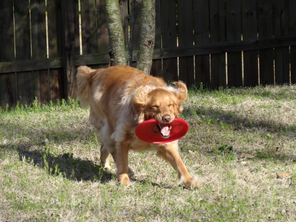 Daisy3.webp