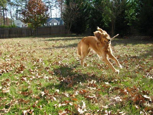 Daisy4.webp