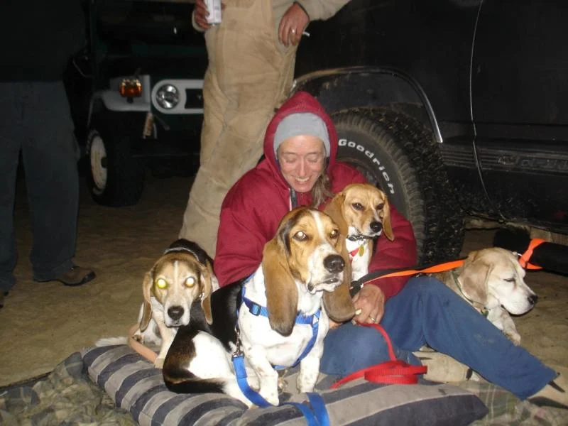 D'animal's animals.webp