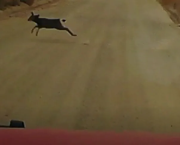 Deer 1.webp