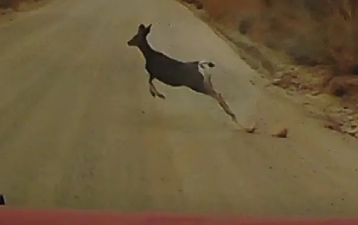 Deer 2.webp