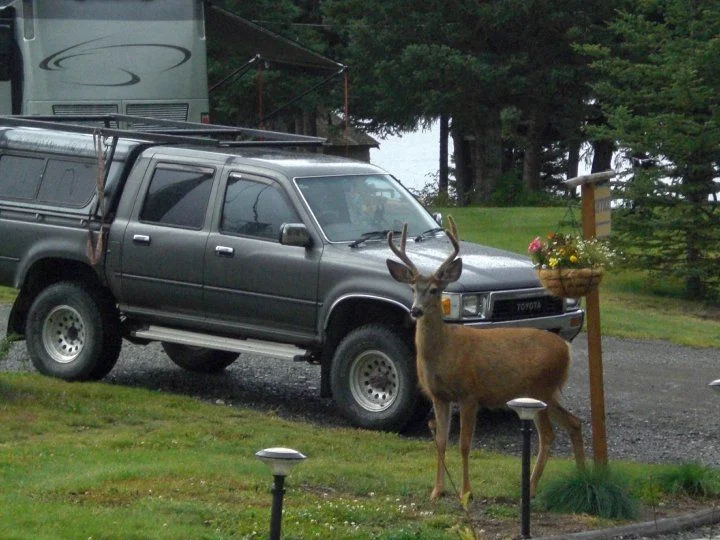 Deer & Hilux.webp