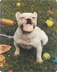 dentalfrenchbulldog.webp
