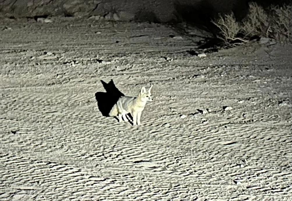 Desert fox.webp