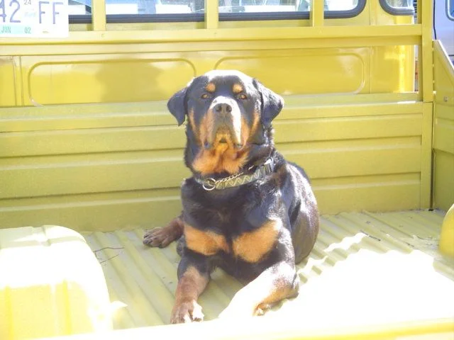 Dexter.webp