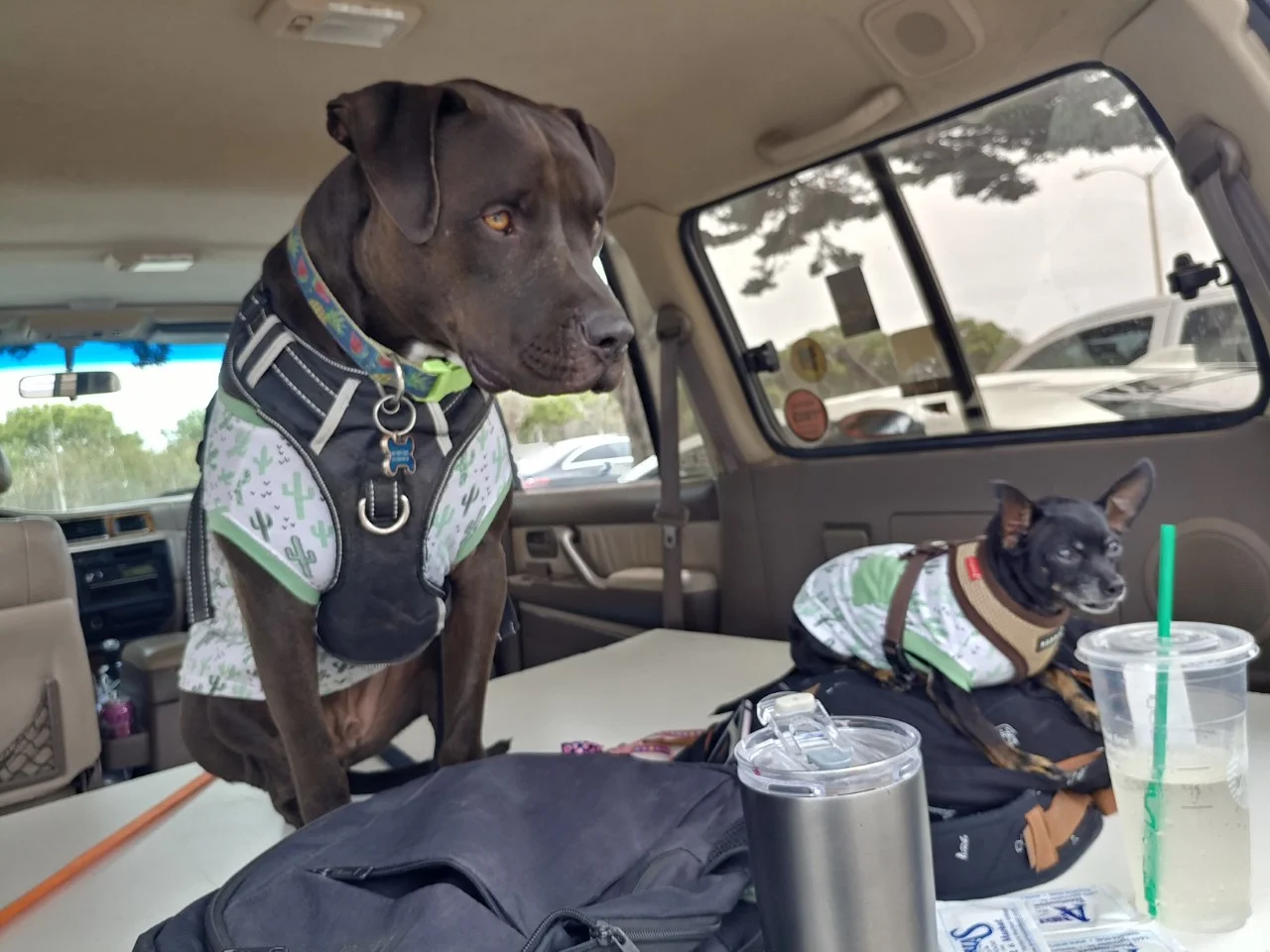 dog.webp