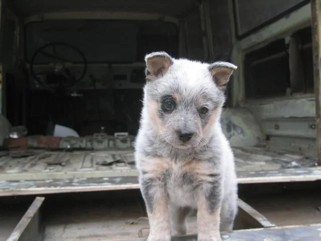 dog.webp