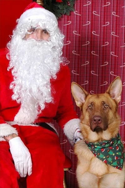 dog1.webp