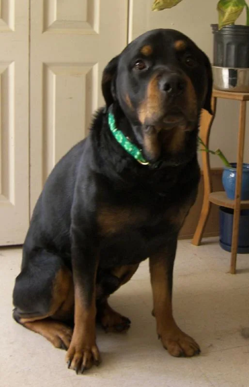 dog1.webp