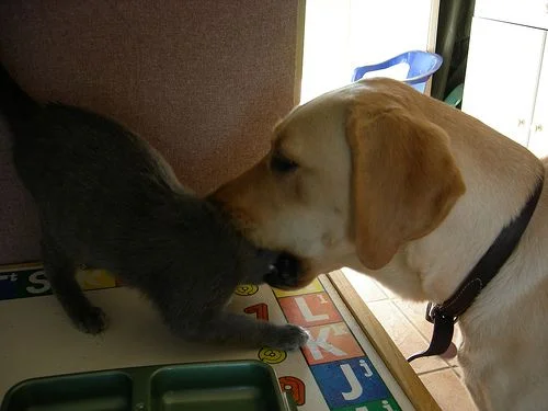dogcat.webp