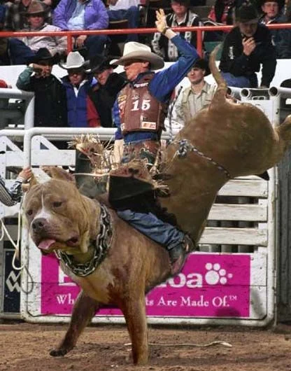 doghorse.webp