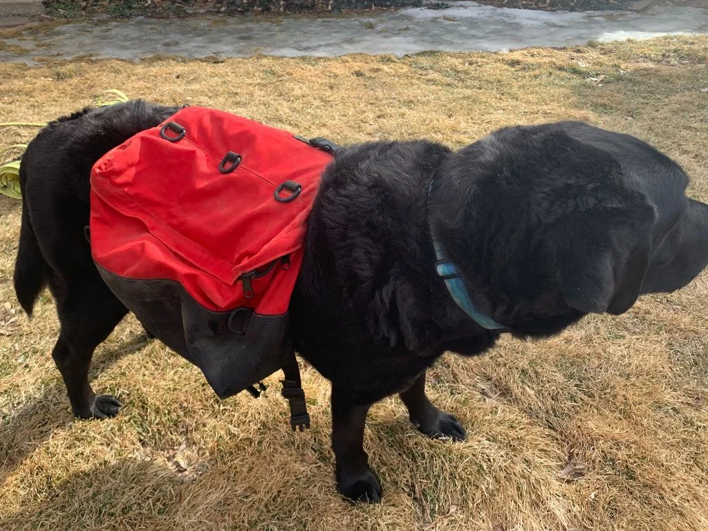 dogpack1.webp