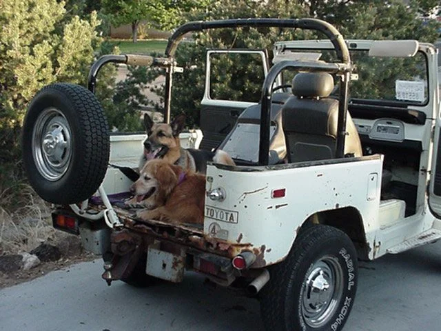 dogs-and-cruiser.webp