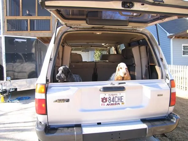 Dogs small.webp