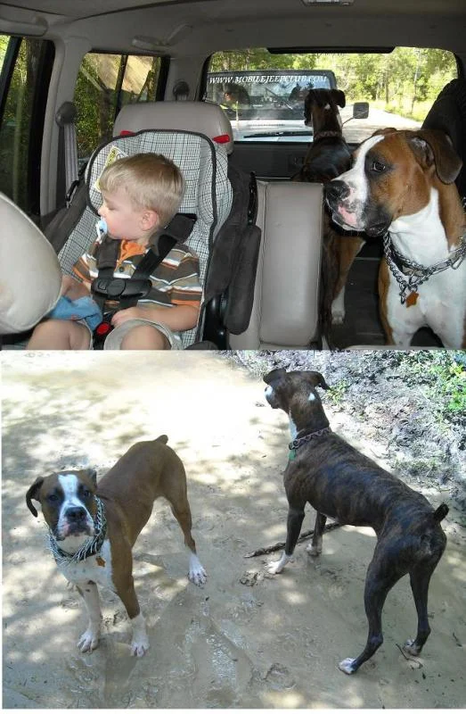 Dogs.webp
