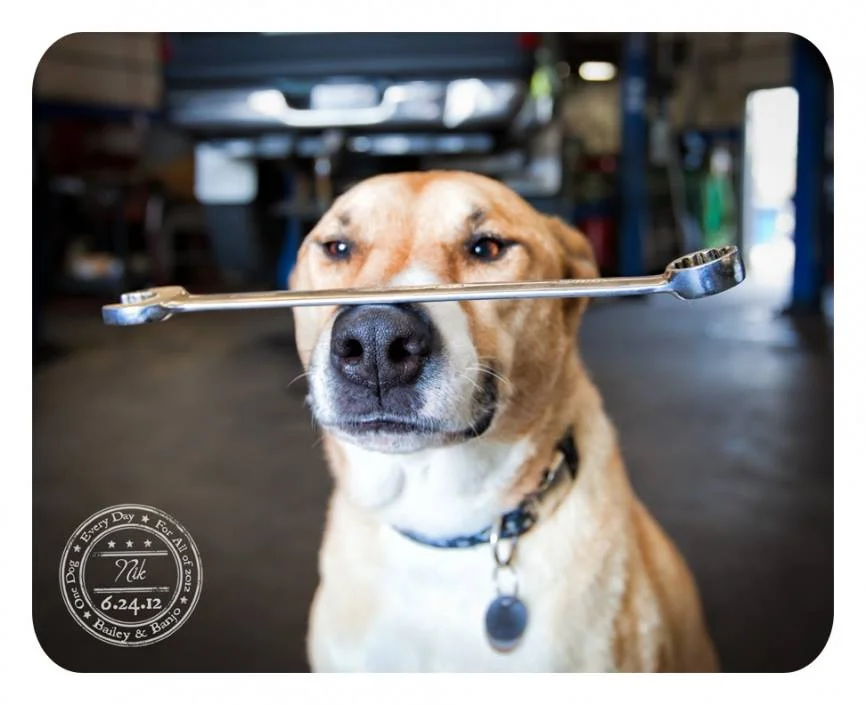 dogwrench.webp