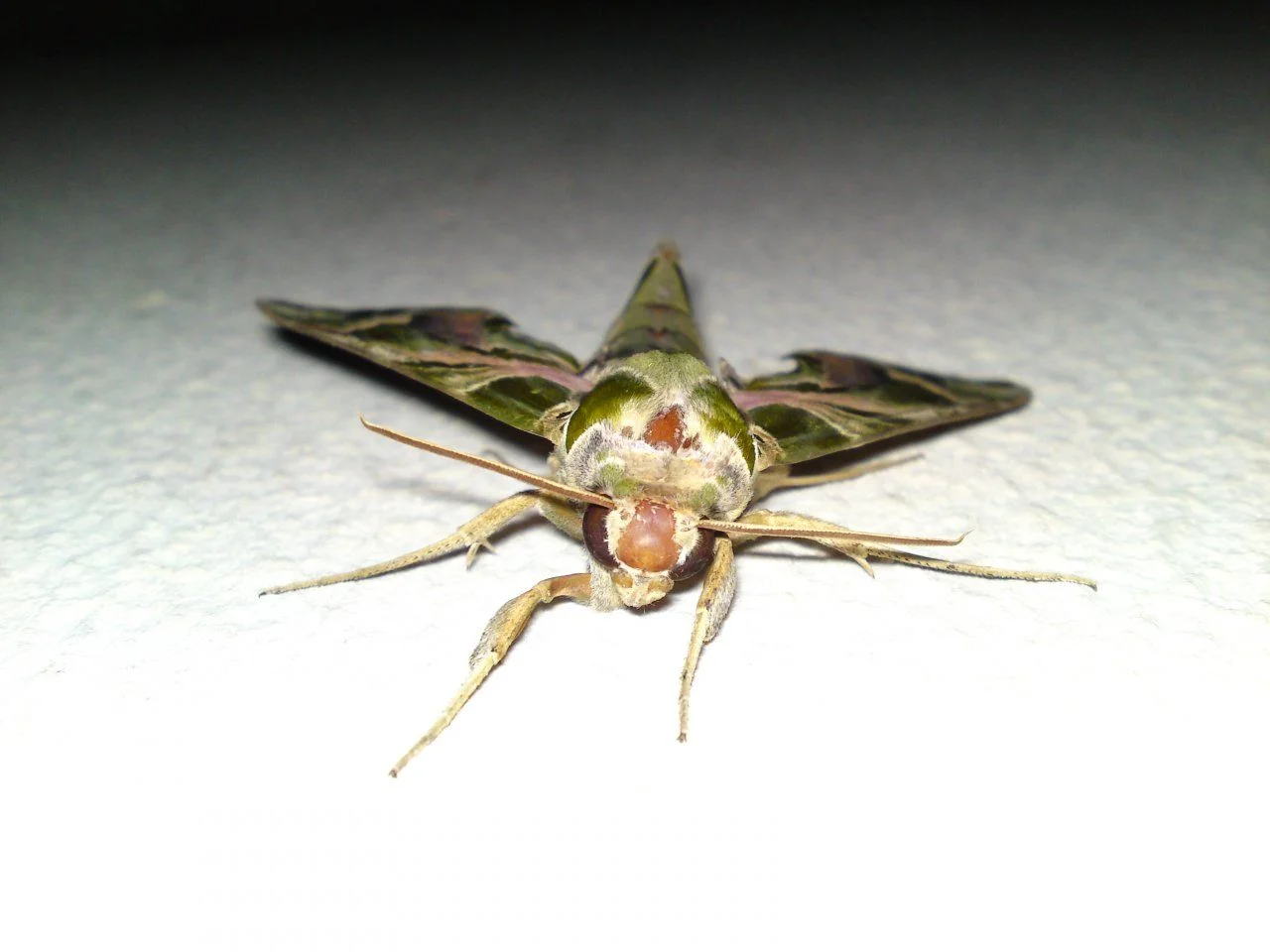 DSC01608.webp