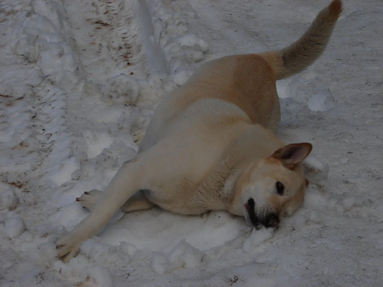 DSC03537.webp