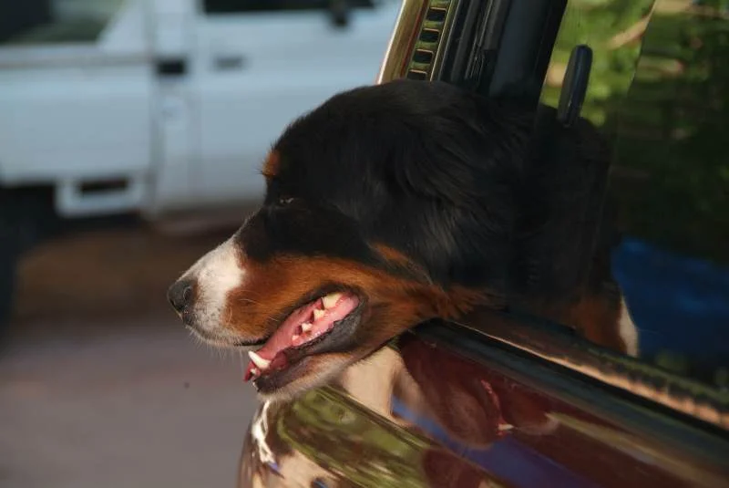 DSCF1254.webp