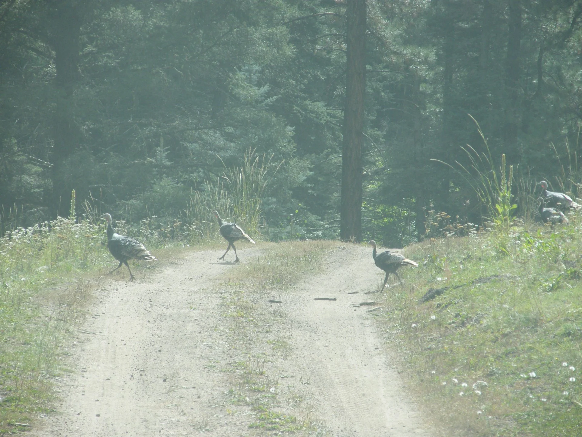 DSCF3811.webp