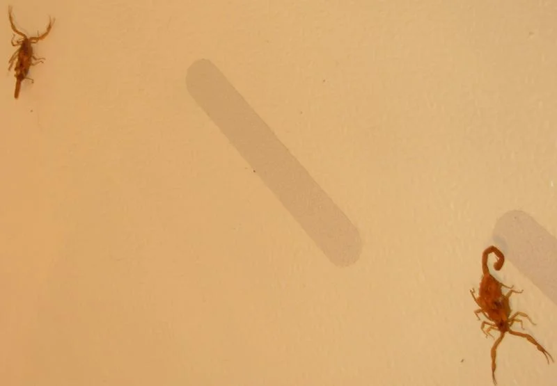 DSCN1385.webp