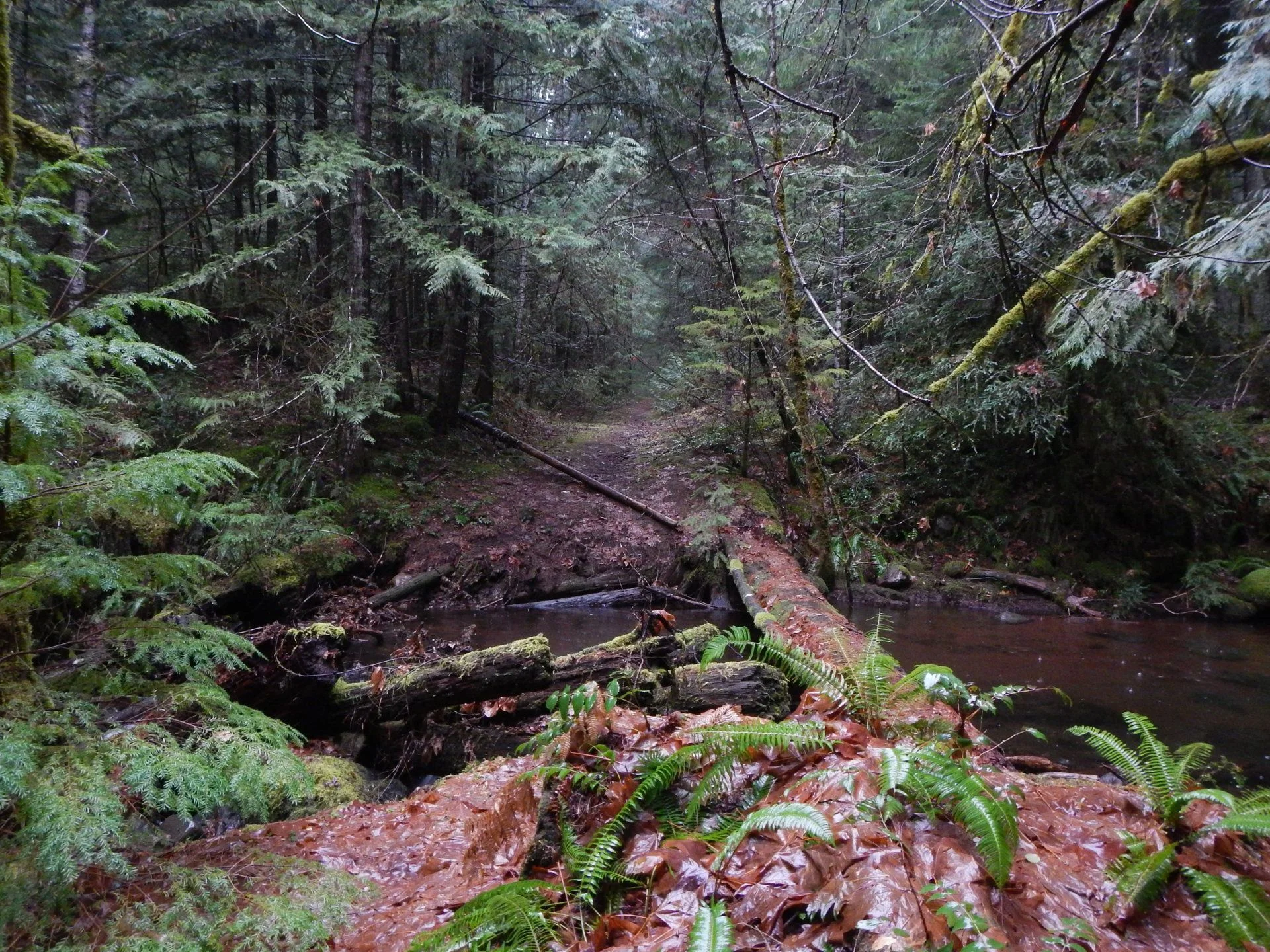 DSCN1884.webp
