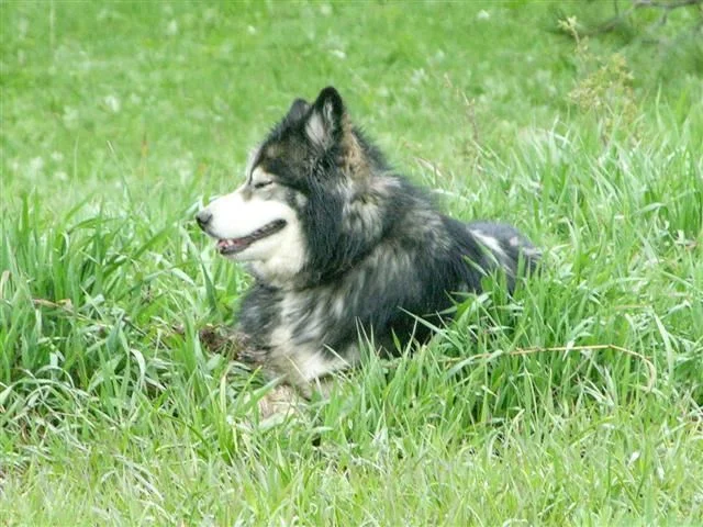 DSCN2453 (Small) (2).webp