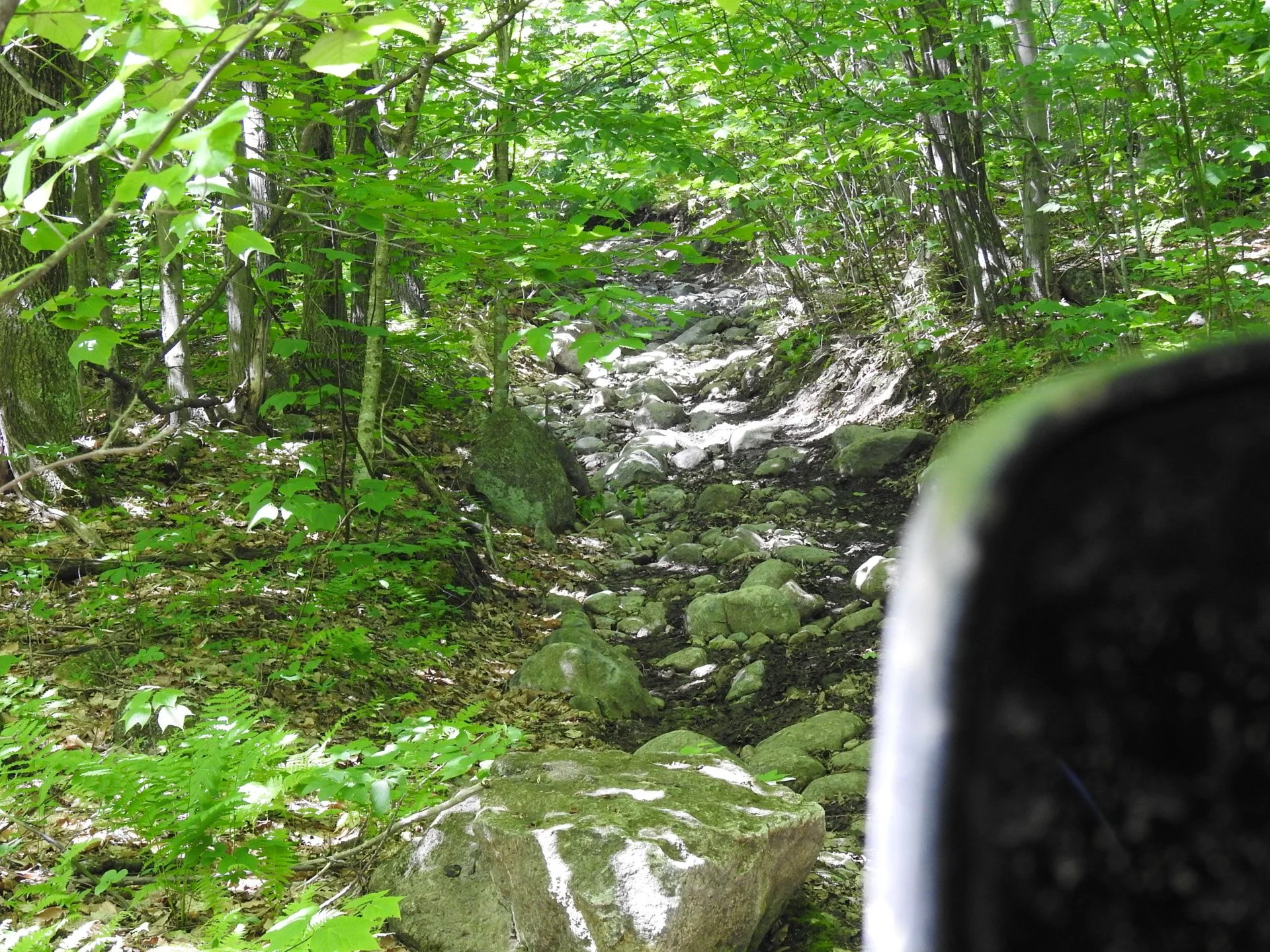 DSCN6350.webp