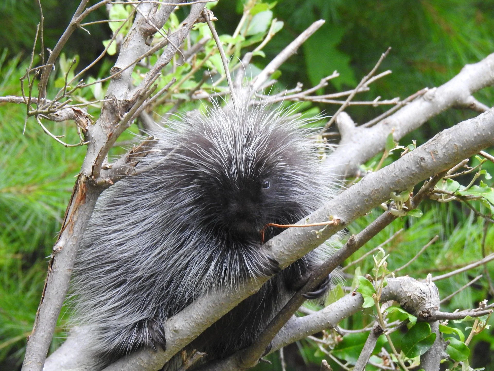DSCN6686.webp