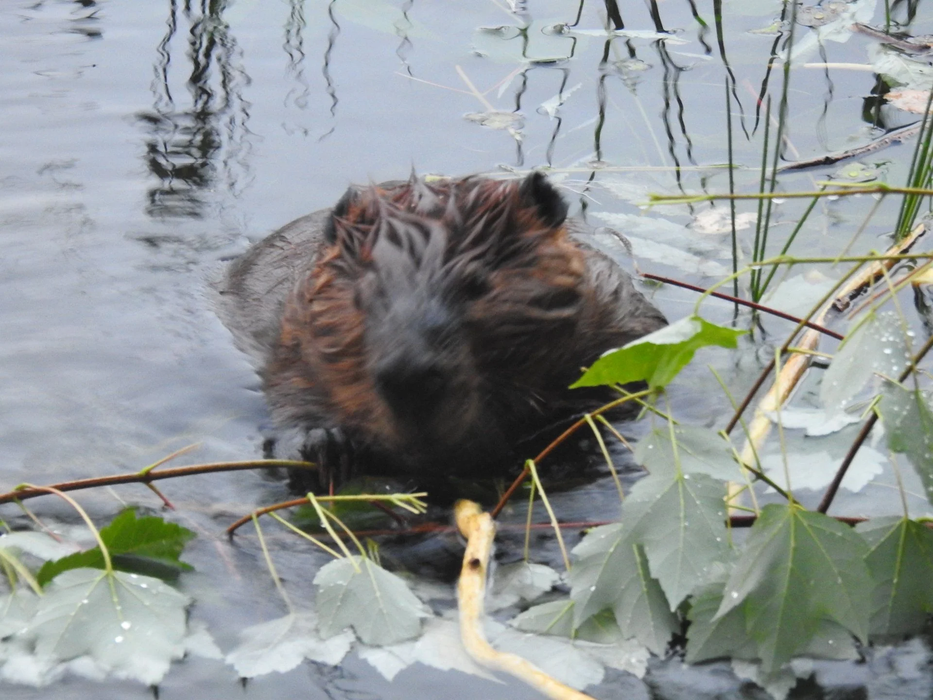 DSCN6736.webp