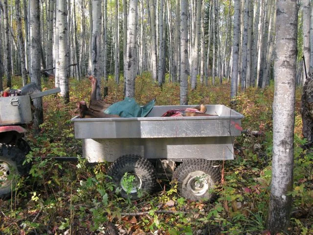 elk in trailer.webp