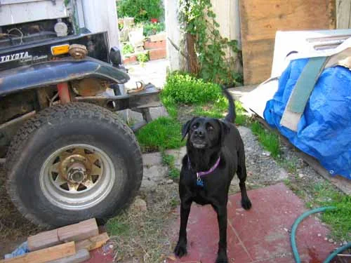 emma & cruiser.webp